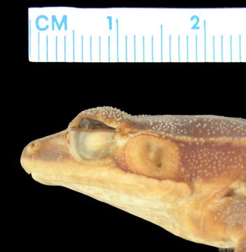 Media type: image; Herpetology A-23190